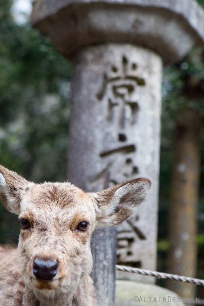 Nara, Japan